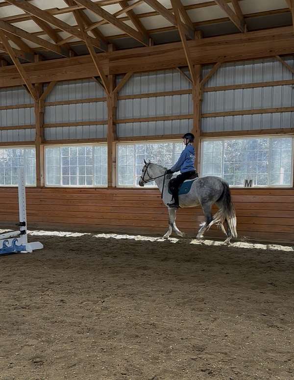 all-around-pony
