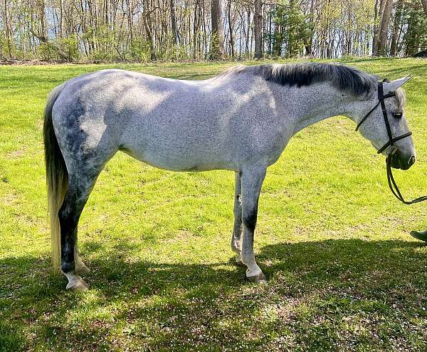 dappled-pony