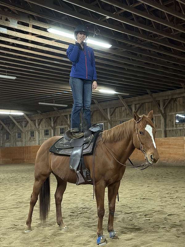 appendix-horse-for-sale