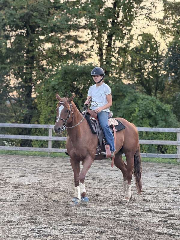 appendix-horse