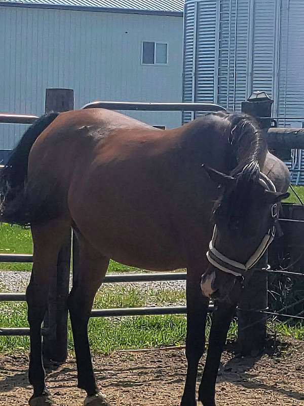 bay-arabian-mare