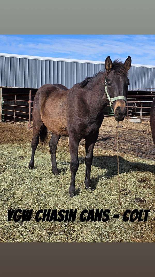 roping-prospect-colt
