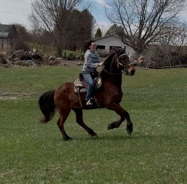 all-around-friesian-saddlebred-horse