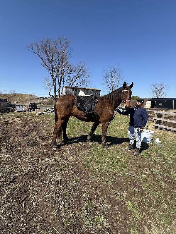 trained-friesian-saddlebred-horse