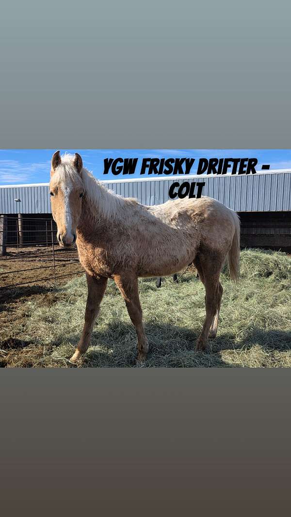 all-around-quarter-horse