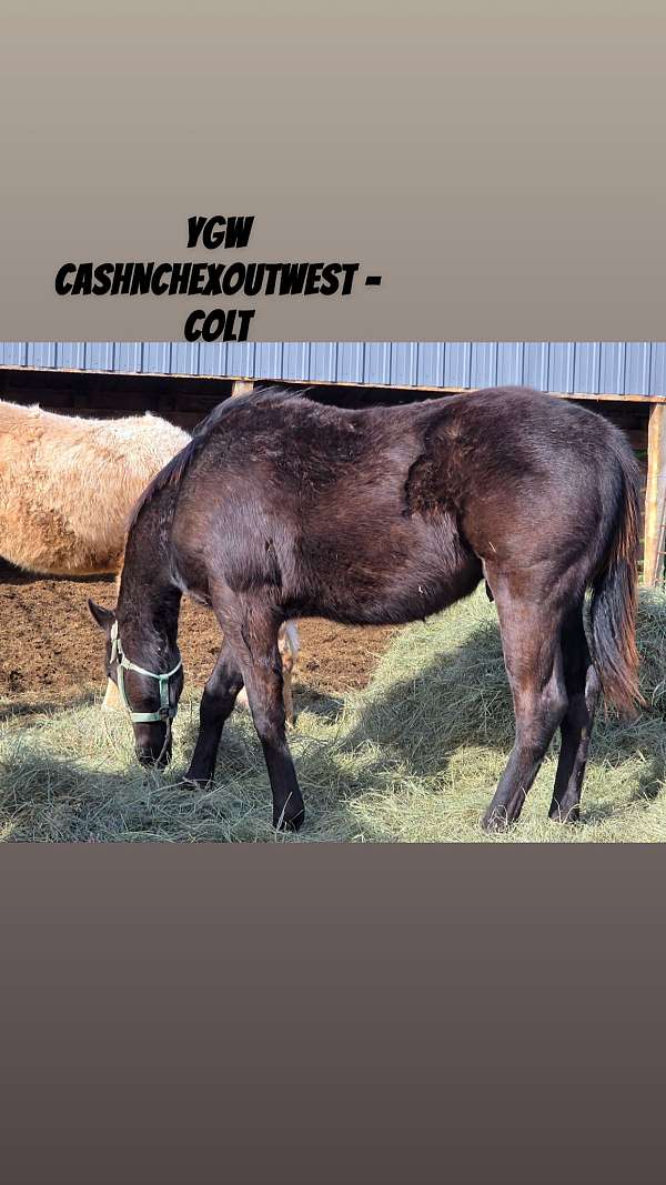 rope-prospect-colt
