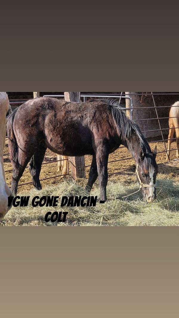 all-around-quarter-horse