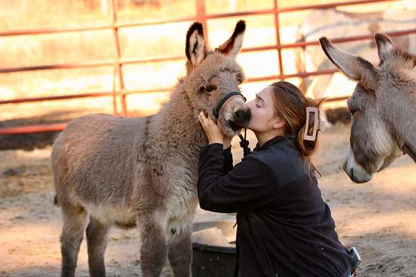 dorsal-shoulder-stripes-donkey