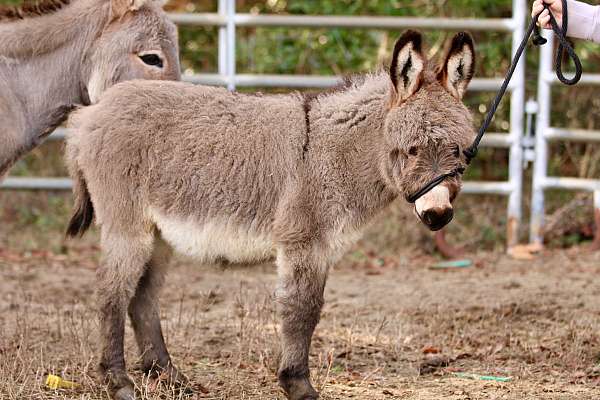 grey-dorsal-shoulder-stripes-donkey