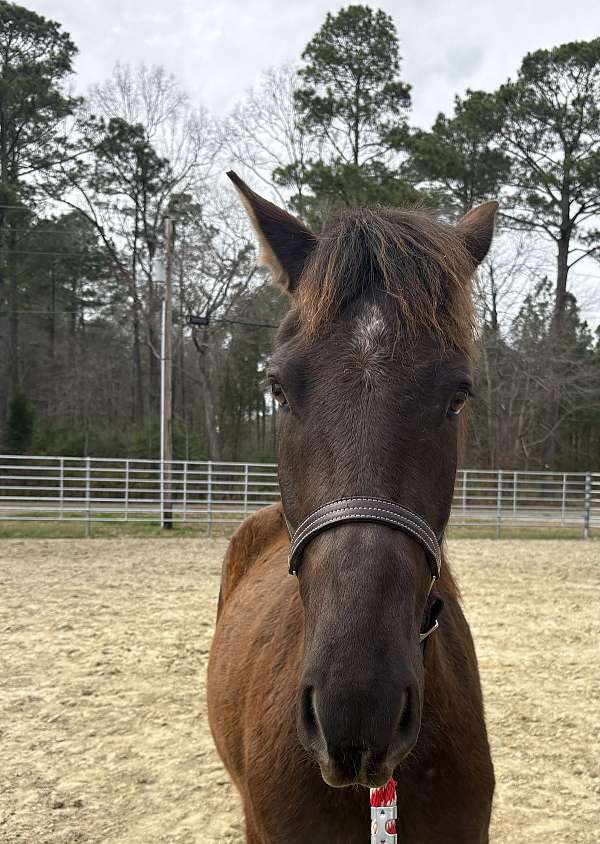 15-hand-friesian-mare
