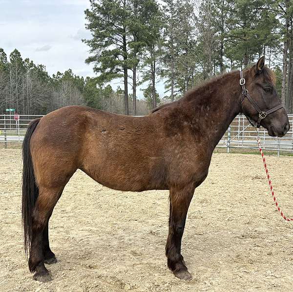 black-mare-for-sale
