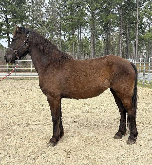 black-friesian-mare