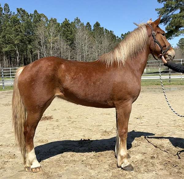 harness-belgian-morgan-horse