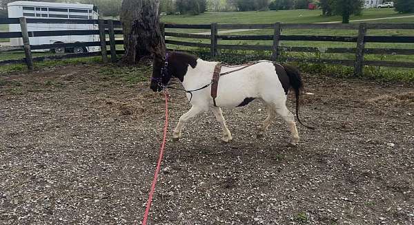 futurity-prospect-miniature-horse