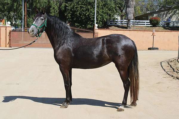 grey-mare-andalusian-horse