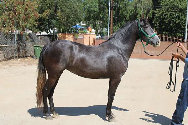 all-around-andalusian-horse