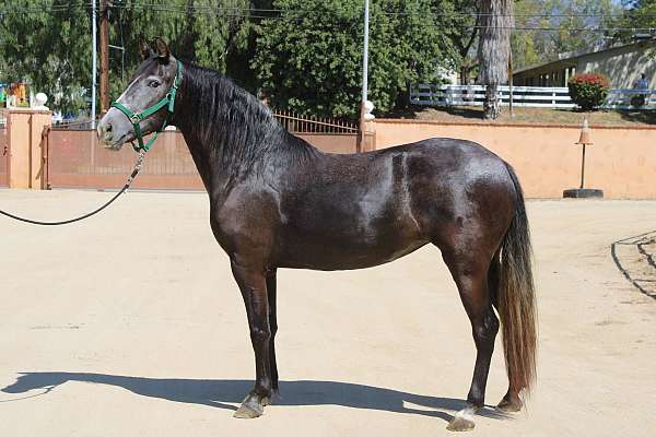 classical-andalusian-horse