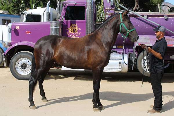 iberian-forward-mover-andalusian-horse