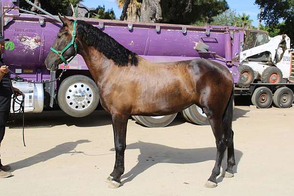 burguete-andalusian-horse