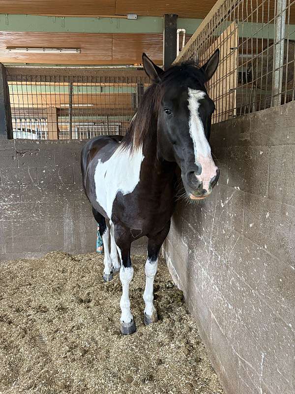 paint-stallion