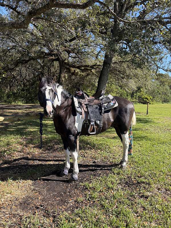 paint-pony-for-sale