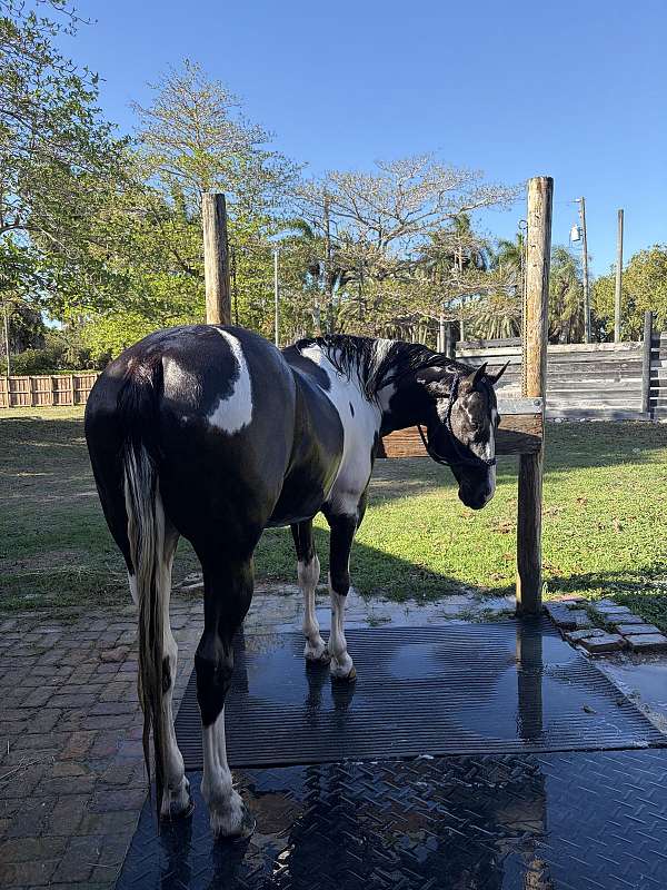 paint-pony