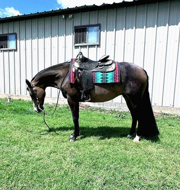 quarter-horse-mare