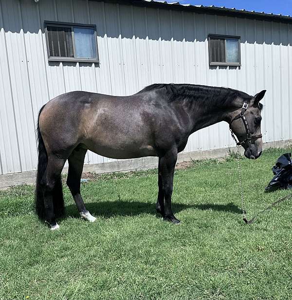 quarter-horse-for-sale