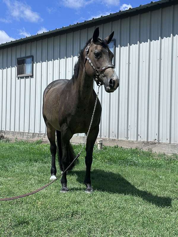 quarter-horse