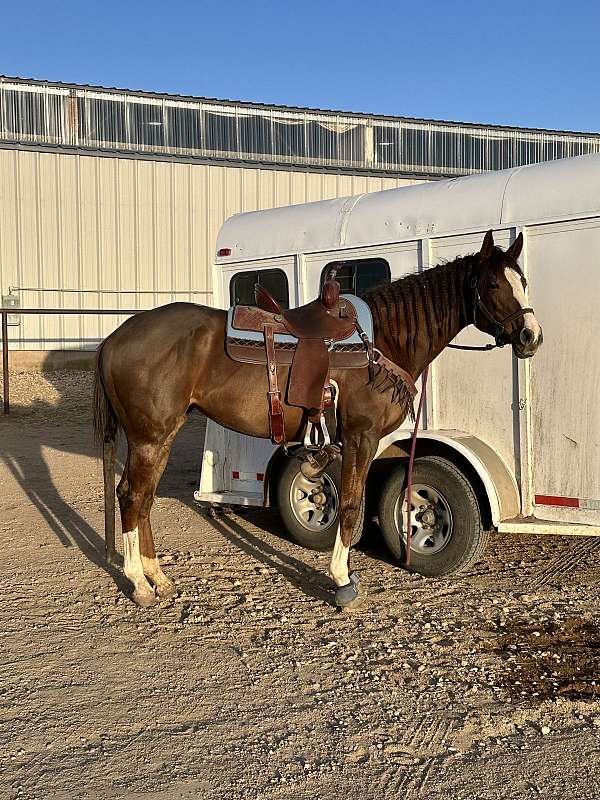 thoroughbred-horse-for-sale