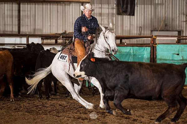 anything-quarter-horse