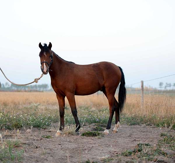 caspian-pony-welsh