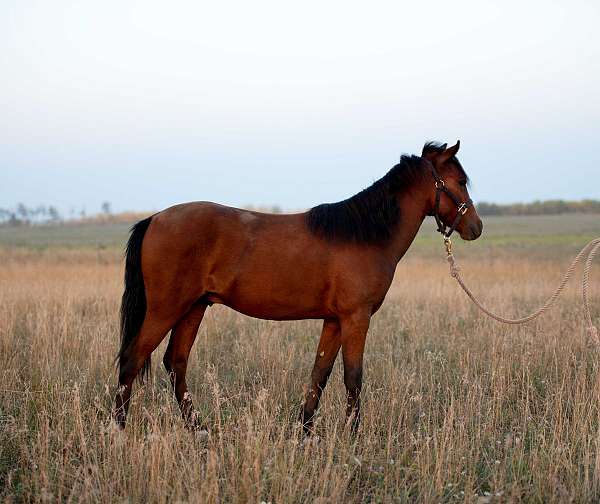 caspians-welsh-pony