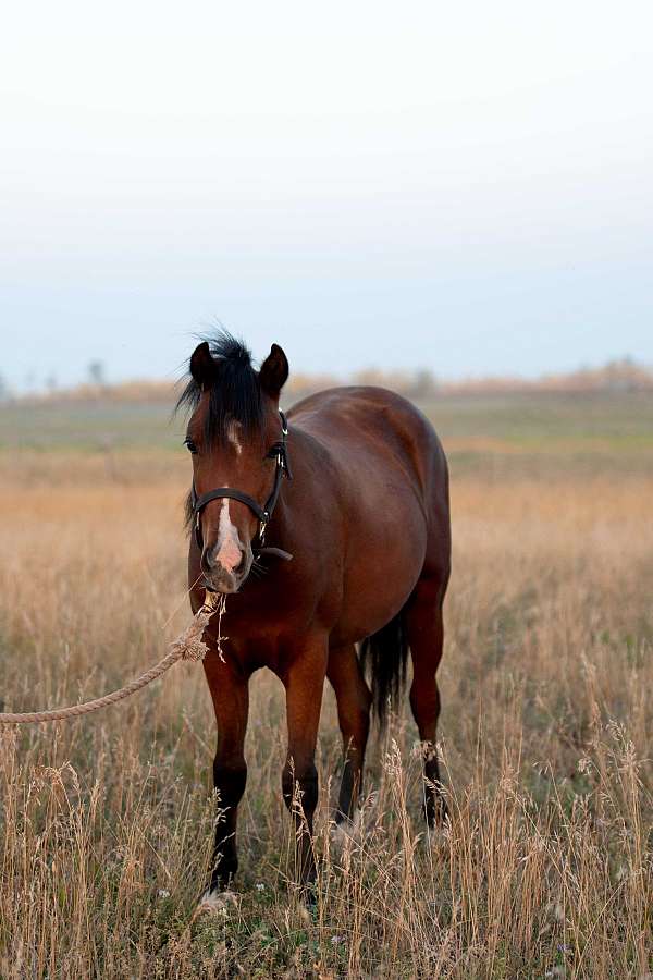 chsa-welsh-pony