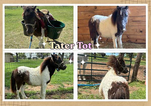 cheap-pony-miniature