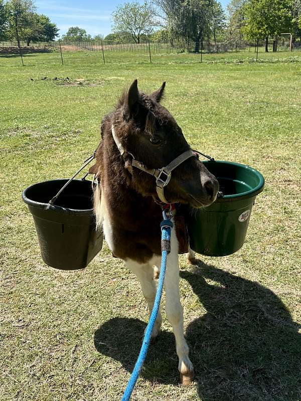 project-pony-miniature