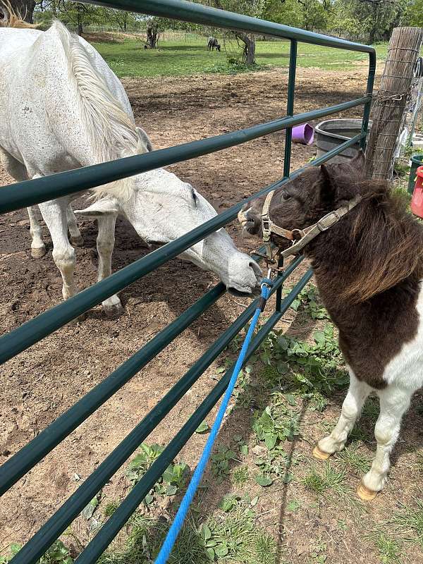 cheap-pony-stallion