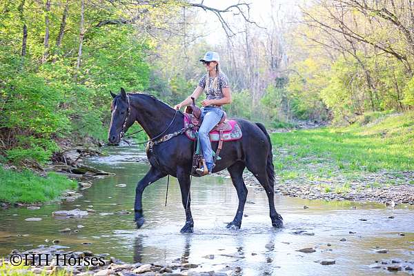 all-around-friesian-horse