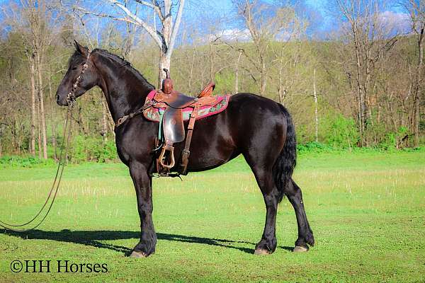 athletic-friesian-horse