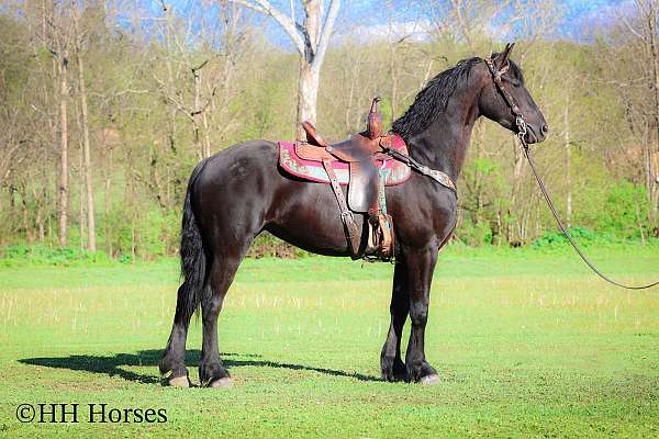 drill-team-friesian-horse