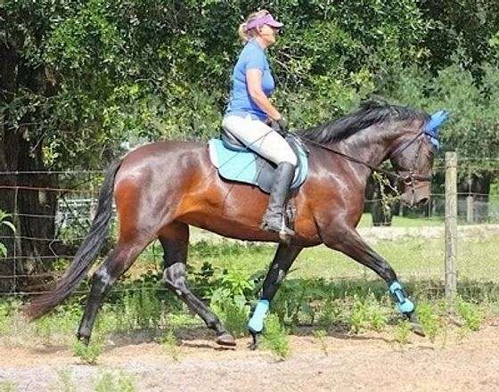 during-andalusian-horse