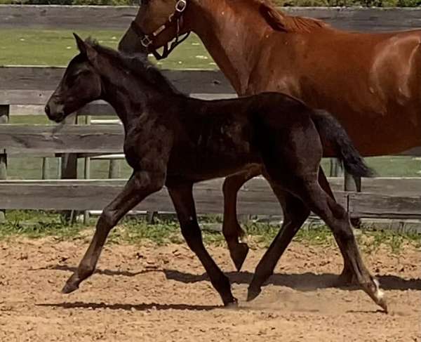 carbon-hanoverian-horse