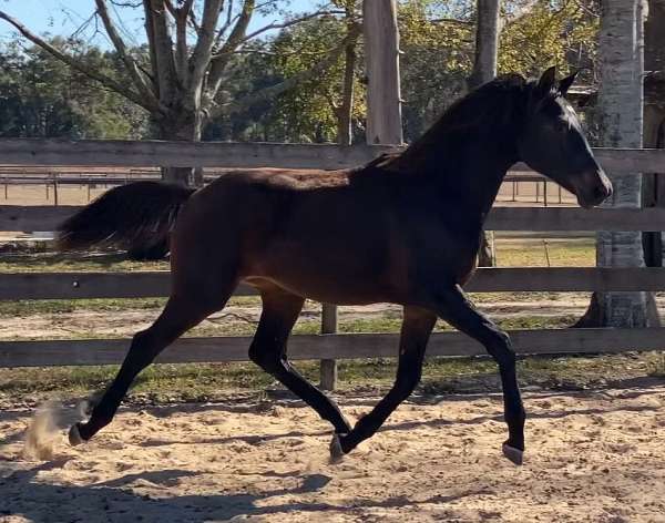 love-hanoverian-horse