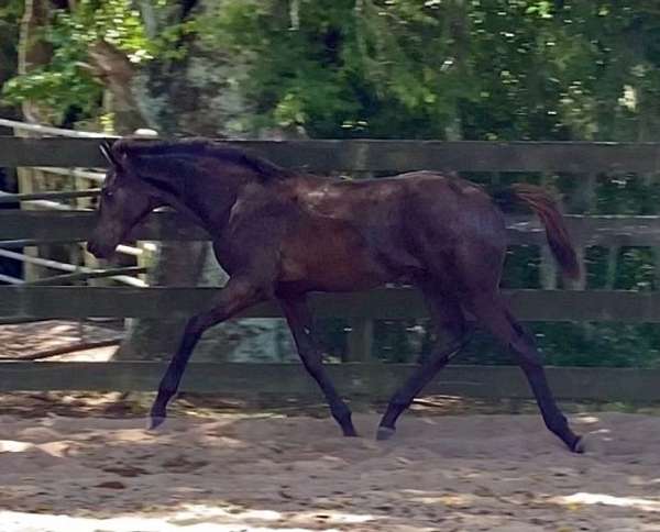 cadence-hanoverian-horse