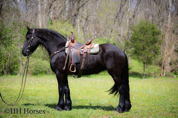all-around-friesian-horse