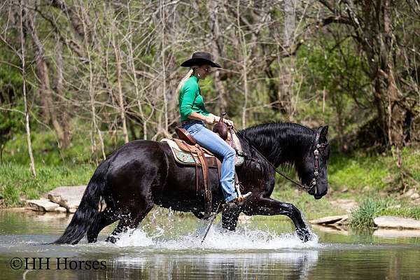 athletic-friesian-horse