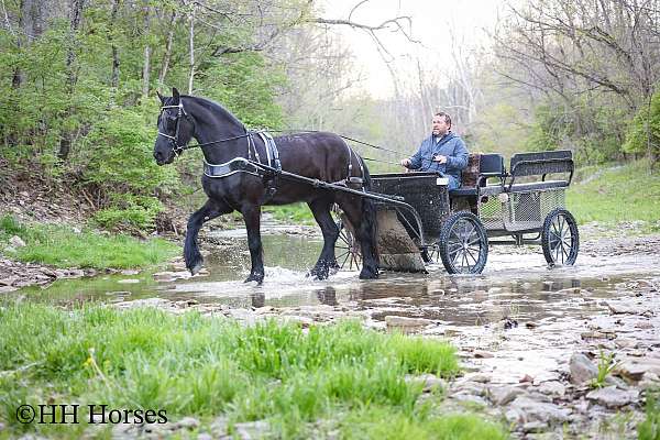 beginner-friesian-horse
