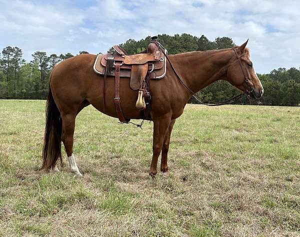 blaze-stockings-coronet-horse