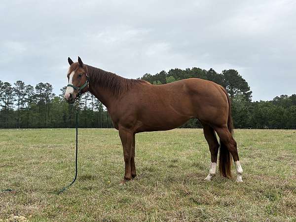 sorrel-blaze-stockings-coronet-horse
