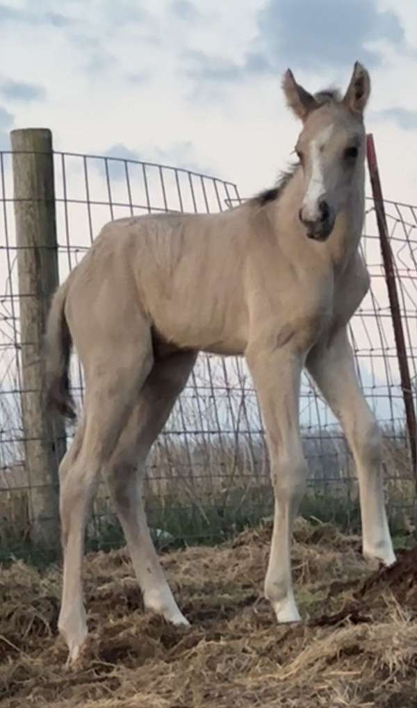 dun-factordorsal-stripe-horse